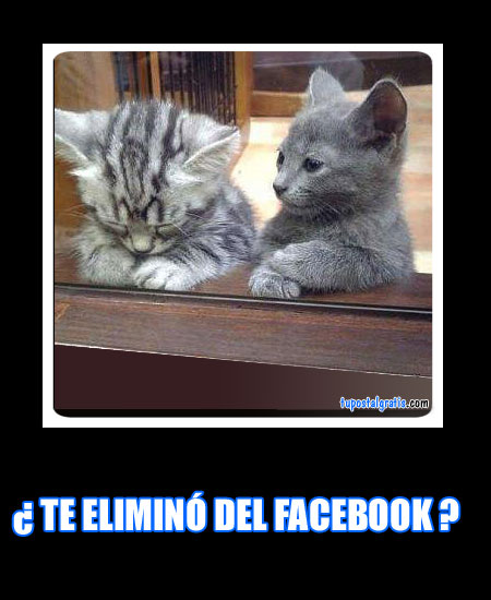 Gatos tristes