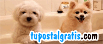 Dos cachorros